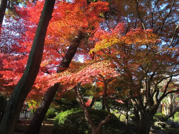 Érable Rouge Dans Parc — Photo