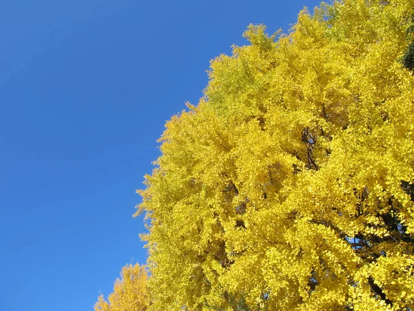 Sarı Ginko Mavi Gökyüzü Ile Yapraklar — Stok fotoğraf