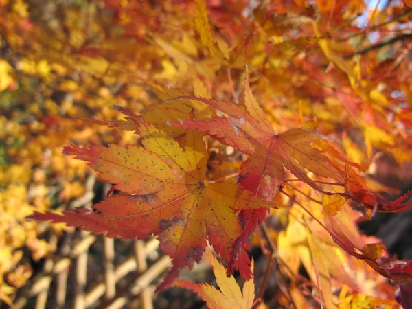 Turuncu Akçaağaç Yaprakları Çok Yakın — Stok fotoğraf