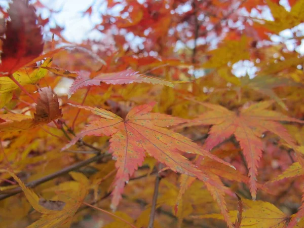 日本的秋叶紧密相连 — 图库照片