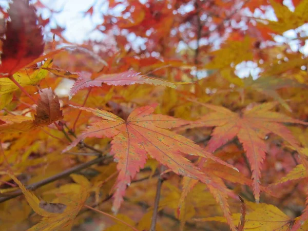 Feuilles Automne Japon Gros Plan — Photo