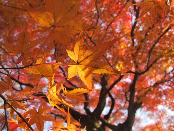 Fermer Feuille Érable Orange Dans Jardin — Photo