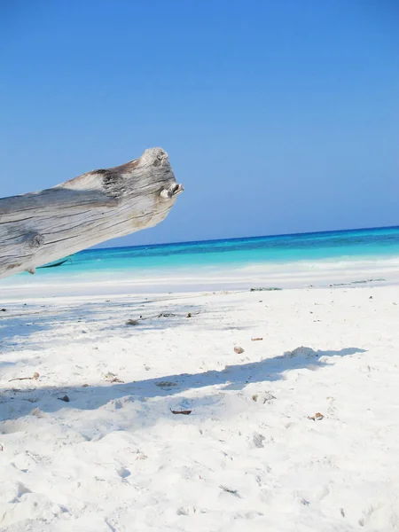 Torrt Trä Med Skugga Stranden Blått Hav Och Klarblå Himmel — Stockfoto