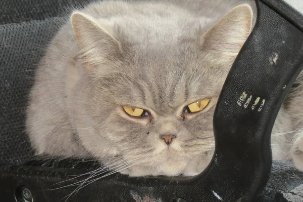 Face British Cat Angry Cat Look Gray British Cat Macro — Stock Photo, Image