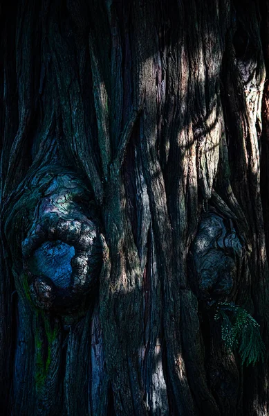 Faktura Kory Drzewa — Zdjęcie stockowe