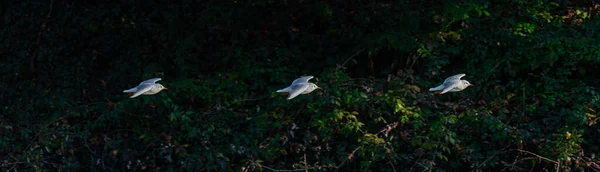 Gaviotas Vuelo Busca Comida — Foto de Stock