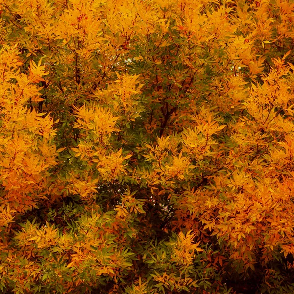 Осенние Листья Зеленый Красный Желтый Оранжевый — стоковое фото