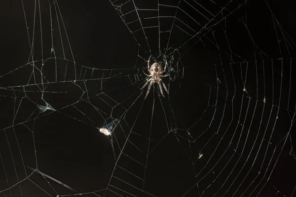 Gece Ağ 'da Orb-Weaver Örümceği / Örümceği 