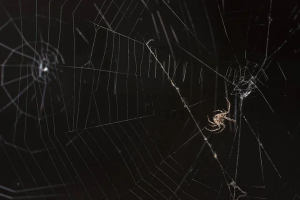 Cross Orb Weaver Spider Arachnid Web Night — ストック写真