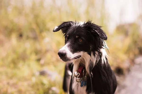 Collie 'nin dışarıda, yakasında tasmasıyla ve uzaktan izlediği bir sınır.