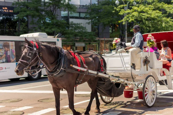 Нью Йорк Нью Йорк Сша Июля 2019 Года Перевозка Лошадей — стоковое фото