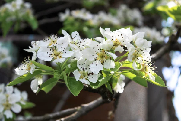 Çiçekli armut filizleri