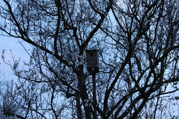 Dark Tree Birdhouse — Stock Photo, Image