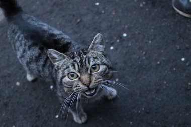 Asfaltta duran endişeli bir kedi..