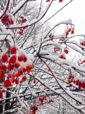 Karların altında kırmızı viburnum meyveleri.