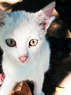 Beyaz Oturan Kedilerin Portresi.