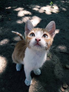 Beyaz-kırmızı kedi, meraklı, kedi.