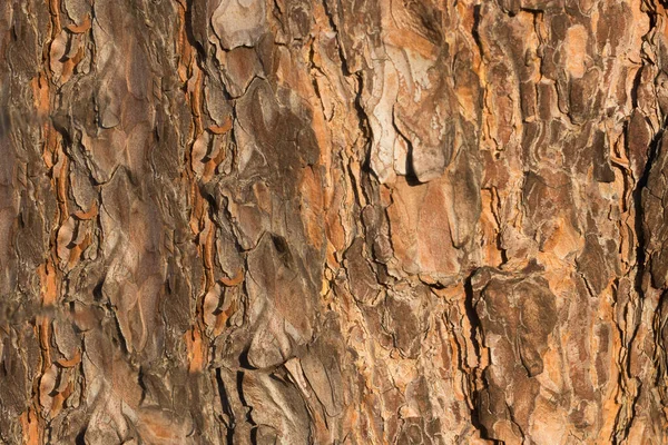 太陽に照らされた木の樹皮の構造の元の外観 — ストック写真