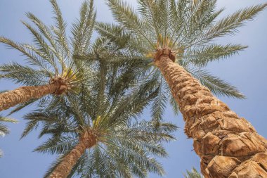 Afrika 'da mavi gökyüzüne karşı üç büyük palmiye ağacı