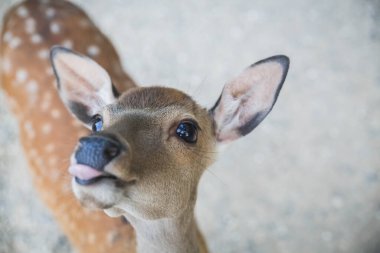 Boynuzları olmayan küçük benekli geyik dilini gösteriyor.