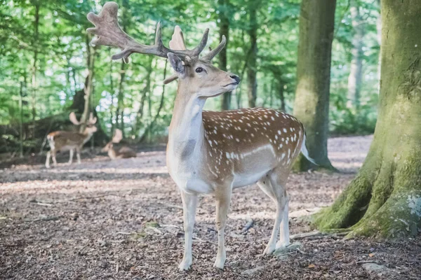 beautiful horned deers in the forest in natural habitat