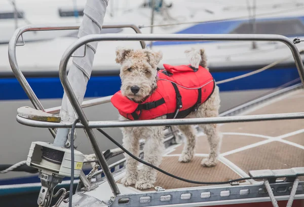 rescue dog in a vest on the bow of the ship in Denmark