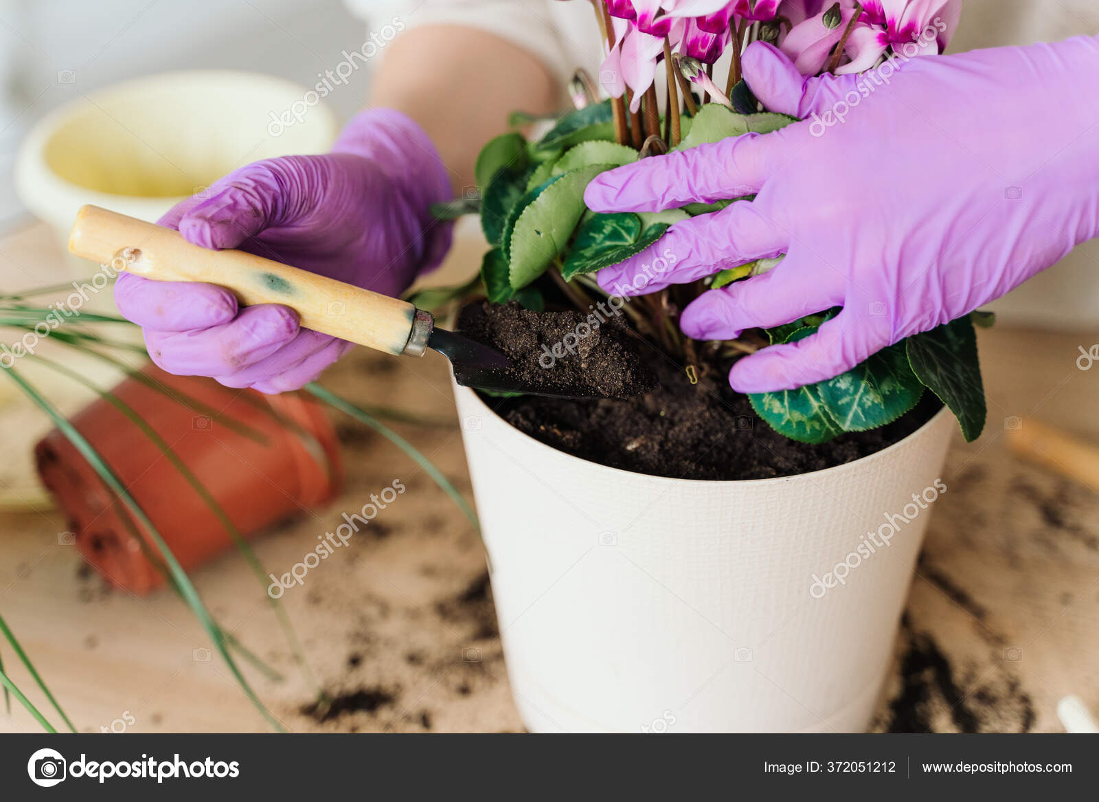 лунный календарь пересадка комнатных растений 2020. благоприятные дни для пересадки комнатных. удачные дни для пересадки комнатных растений. благоприятные дни для пересадки домашних цветов. календарь комнатных растений.