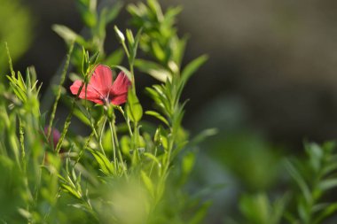Çayırdaki pembe çiçek güneş ışınlarıyla doğaya, yumuşak odak