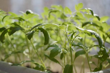 Güneş ışığında yeşil domates filizleri.