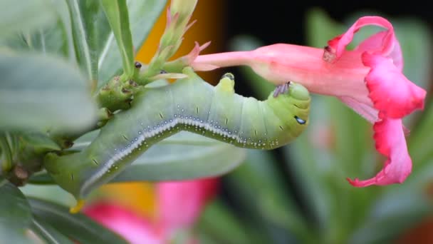 Nachtvlinder larven of rupsen eten bespotten Azalea bloem — Stockvideo