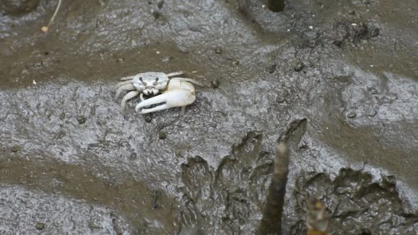 Granchio (Sesarma meder) nella foresta di mangrovie — Video Stock