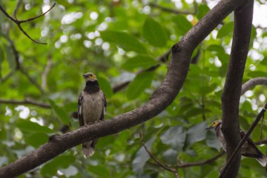 Bir ağaçta kuş (siyah yakalı starling, Sturnus nigricollis)