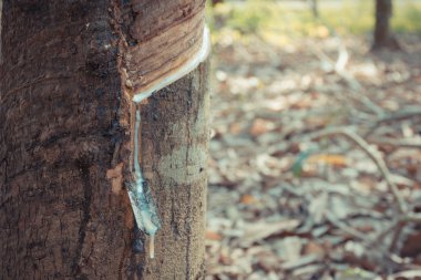 doğal lateks lastik ağacından damlayan