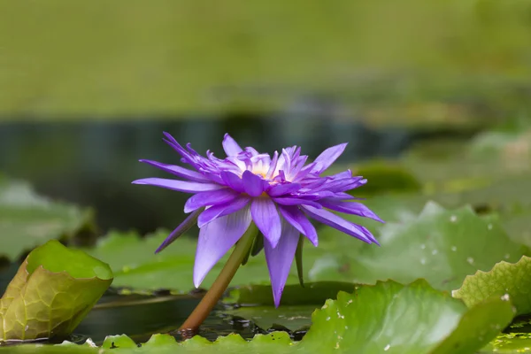 Fleur de lotus couleur pourpre — Photo