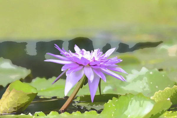 Kolor fioletowy kwiat lotosu — Zdjęcie stockowe