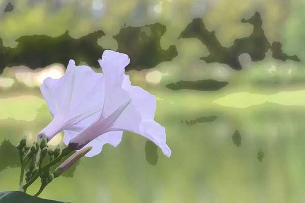 Flor (Pink Morning Glory, Ipomoea carnea ) — Fotografia de Stock