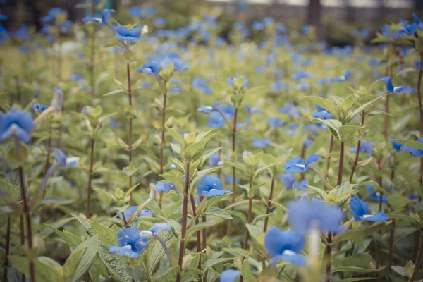 Flor (Blue Hawaii ) —  Fotos de Stock