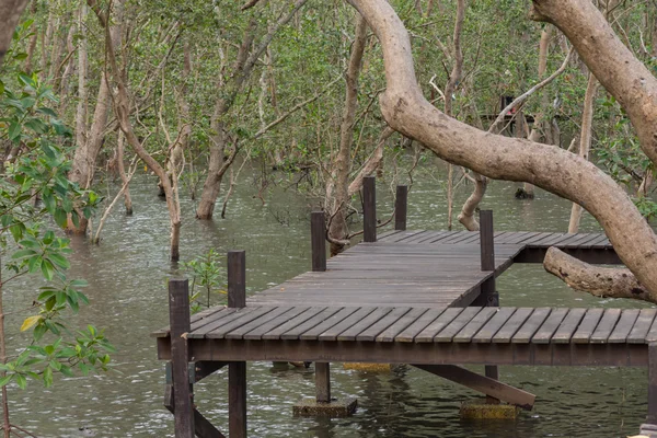 Bosque de manglar (Thung Prong Thong ) —  Fotos de Stock