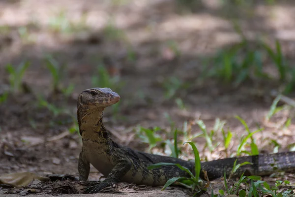 Asijské vody Monitor ještěrka — Stock fotografie