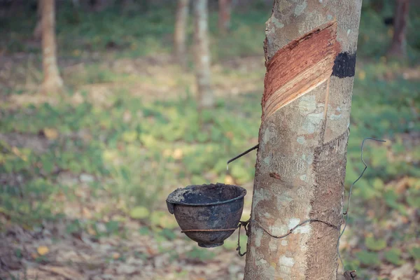doğal lateks lastik ağacından damlayan