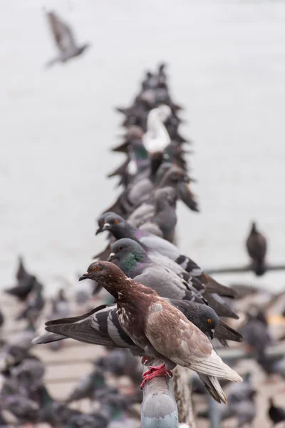 Oiseau (Pigeon, Colombe) dans un port ou un port — Photo