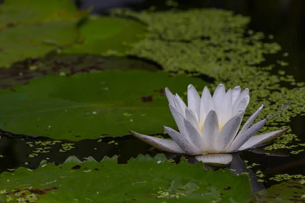 Kolor biały kwiat lotosu — Zdjęcie stockowe