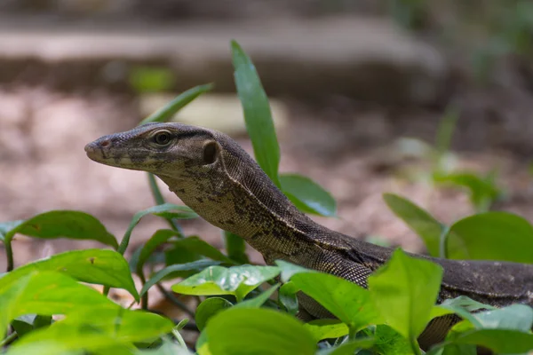 Asijské vody Monitor ještěrka — Stock fotografie