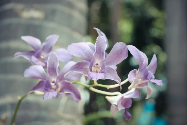 Flor de orquídeas roxas — Fotografia de Stock