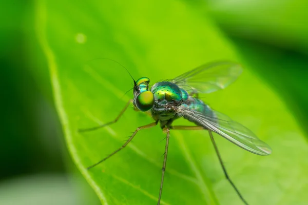 Makro des Insektenfokus im Auge — Stockfoto