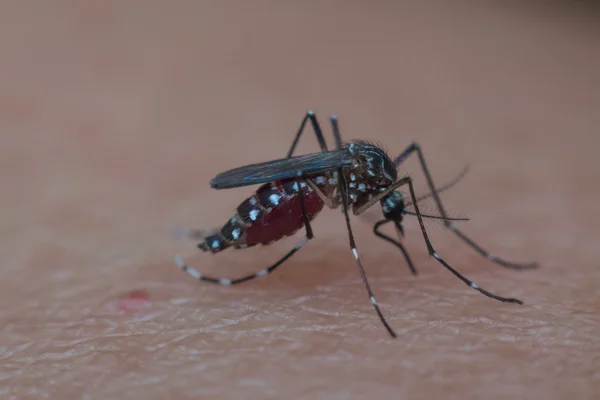 Macro de mosquito chupando sangre — Foto de Stock