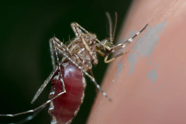 Macro de sangue sugador de mosquitos — Fotografia de Stock