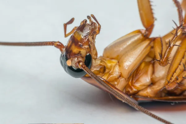 蟑螂昆虫的订单 Blattodea 的宏 — 图库照片