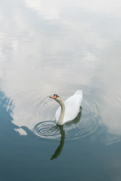 Cisne blanco mudo —  Fotos de Stock