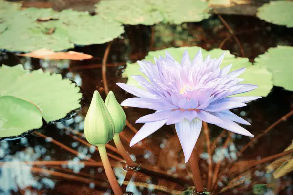 Beautiful Lotus Flower — Stock Photo, Image
